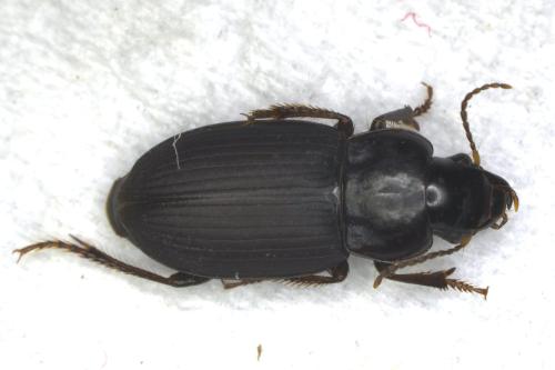 Réf. 352 125 : Harpalus neglectus